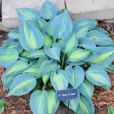 Hosta 'Touch of Class'